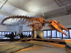 Fossil skeleton of Basilosaurus isis suspended from the ceiling in a museum gallery, with a long, curved spine and large toothed skull on display above visitors viewing other exhibits.