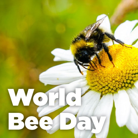 World Bee Day