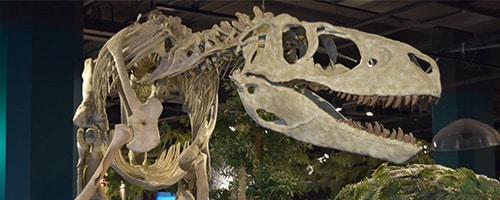 a close up of a dinosaur