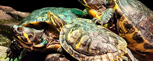 a turtle swimming under water