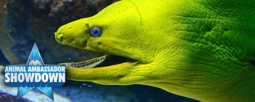 a close up of a fish