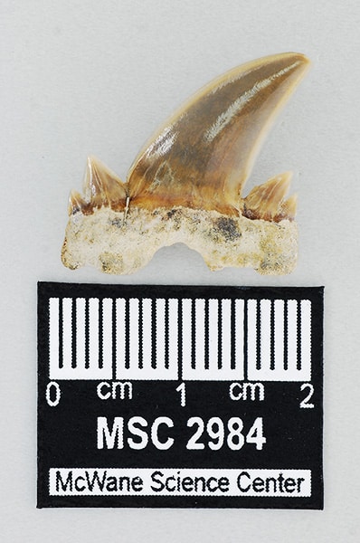 a close up of food a close up of food