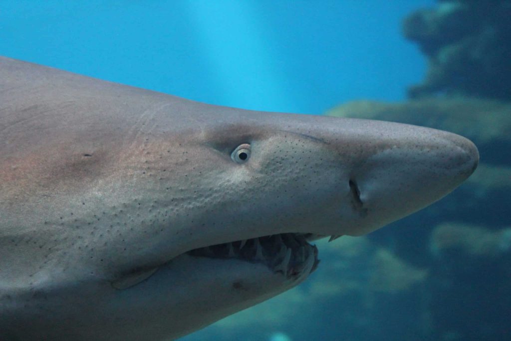 A Modern Sandtiger Shark