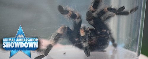 a close up of a spider