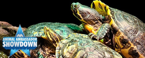 a close up of a turtle