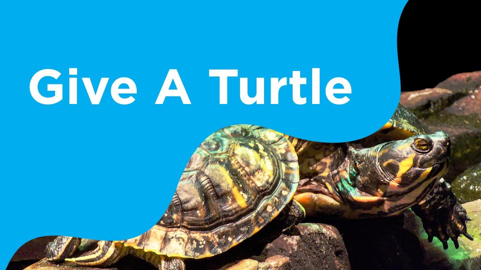 a close up of a turtle